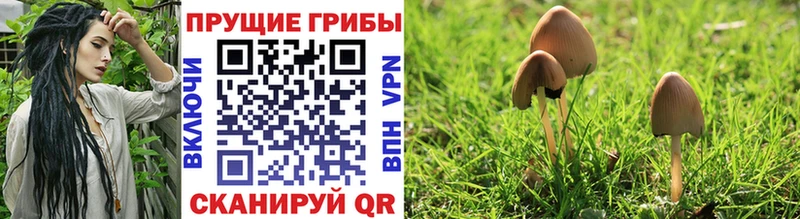 Псилоцибиновые грибы Magic Shrooms  купить наркотики сайты  Кемерово 